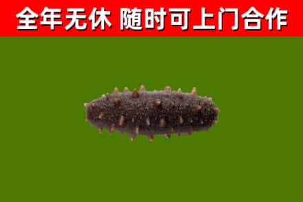 石河子市回收海参干